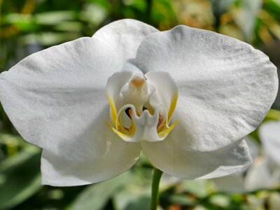 Detail orchid pistil photo
