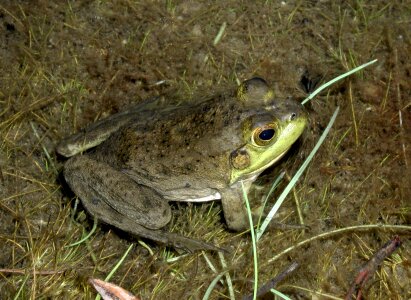 Amphibian amphibians toad