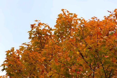 Autumn autumn season branch photo