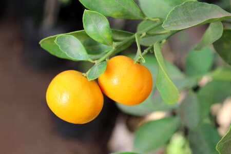 Orange Lime Fruit Plant