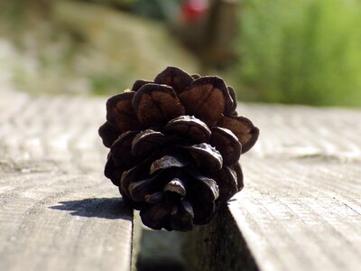 Close up nature fir tree