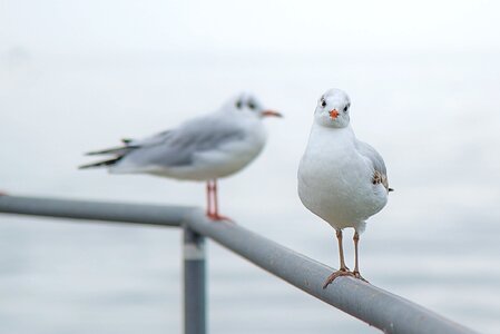 Birds gray seagulls photo
