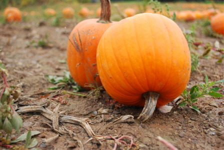 Pumpkin Patch