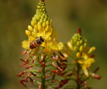 Insect honeybee yellow photo