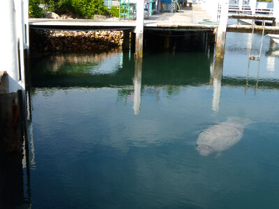West Indian Manatee-1