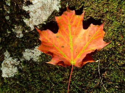 Autumn orange moss