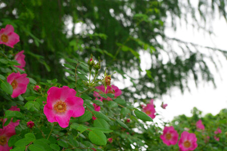 13 Flower