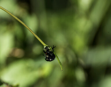 Bug on a twig photo
