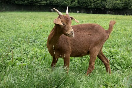 Mammals domestic goat nature photo