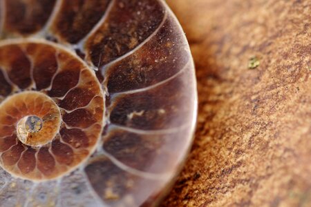 Snail shell spiral photo