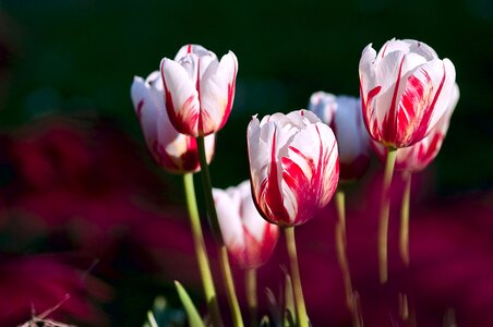 Bloom flora flower garden photo