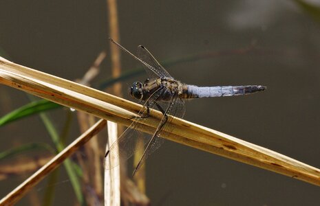 Blue dragonfly close up waters photo