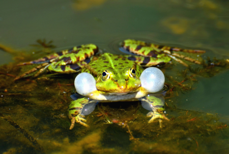 Amphibian animal beautiful photo