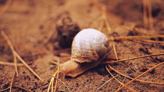 Animal gastropod ground photo