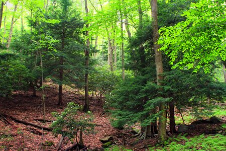 Bark branch climate