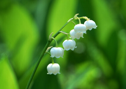 Lily of the valley - convallaria majalis photo