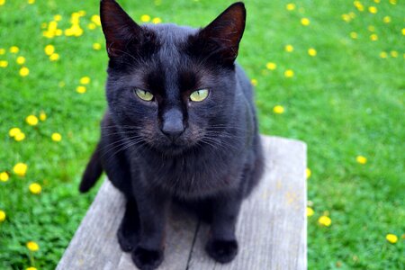 Animal black cat