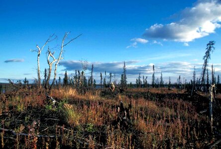 Nature refuge vegetation