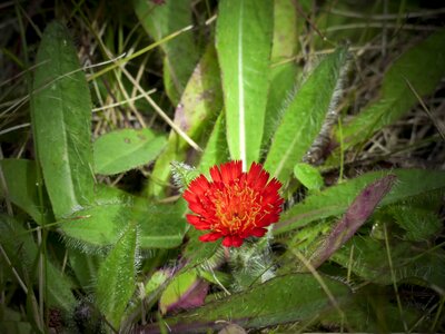 Orange meadow blossom photo