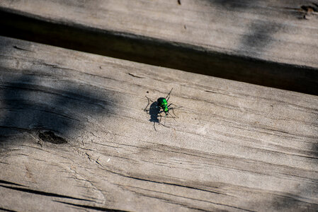 Six spotted tiger beetle Cicindela sexguttata photo