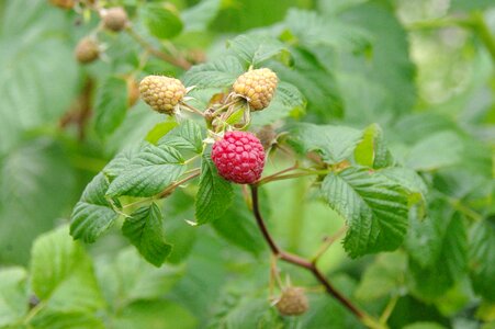 Garden nature fruits