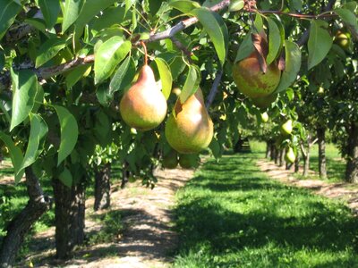 Fruit branch ontario