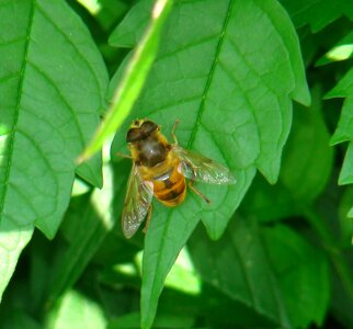 Bug wing wildlife photo