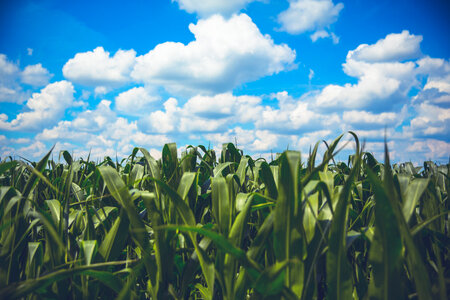 Delicate White Clouds above the Field of Corn photo