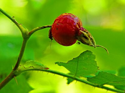Spider insects nature