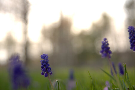 Blue Bell Flowers photo