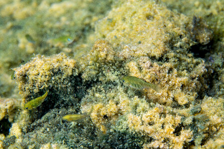 Ash Meadows Amargosa pupfish-1