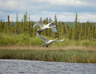 Swan pair taking off