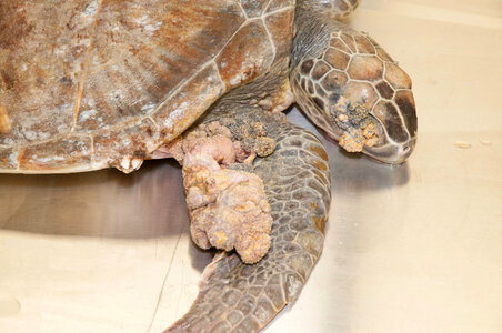Marine Mammal Stranding Course at NCTC-1