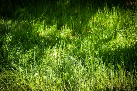 Dark Green flora grass
