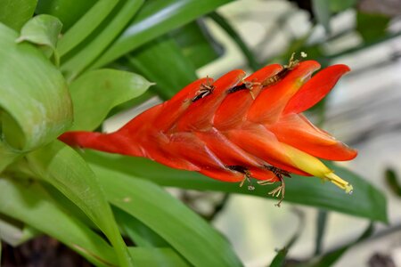Ecology exotic reddish