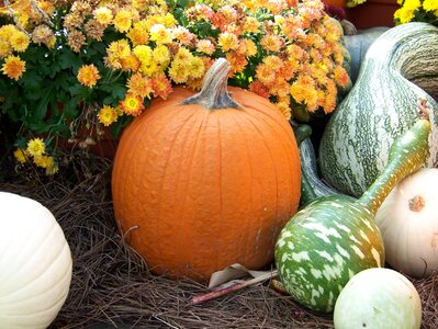 Hay fall autumn
