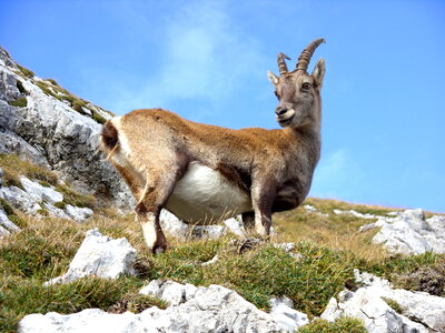 Alpine ibex on Mount Pilatus photo