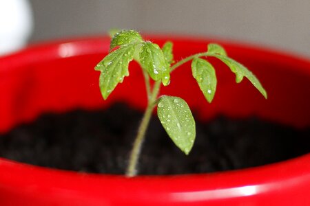 Seed engine red pot photo