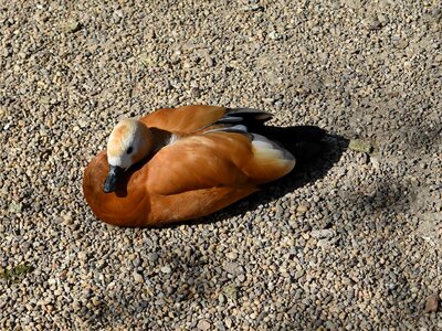 Brown duck animal