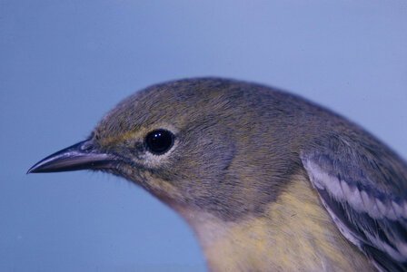 Pine warbler photo