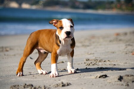 Beach sand pet photo