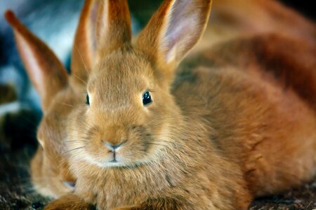 Ear ears easter