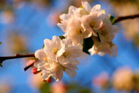 White Flowers photo