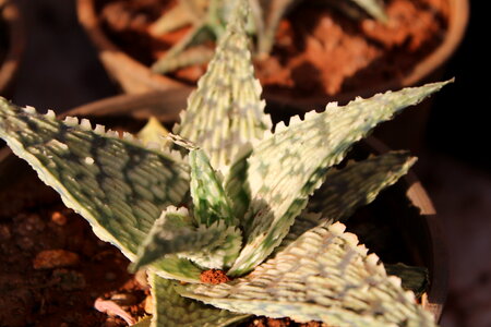 Potted Cacti Plant photo