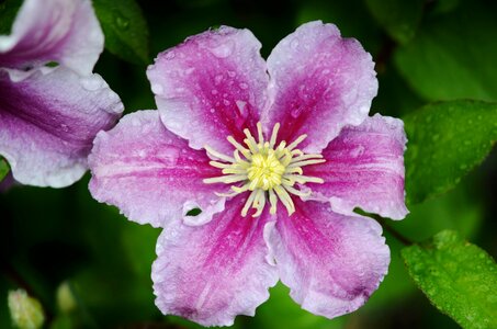 Plant blossom summer photo