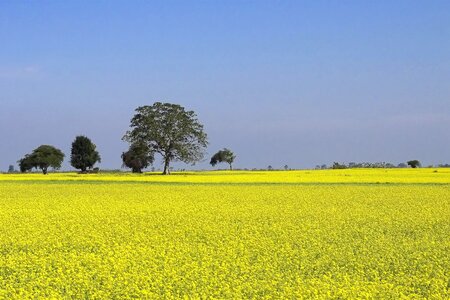 Yellow blue landscape