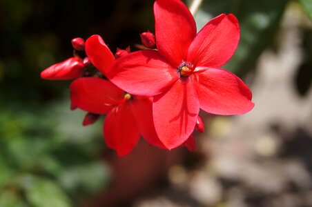 Beautiful beautiful flowers biology