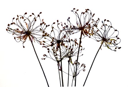 Plant arrangement decoration