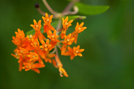 Butterfly Weed-1