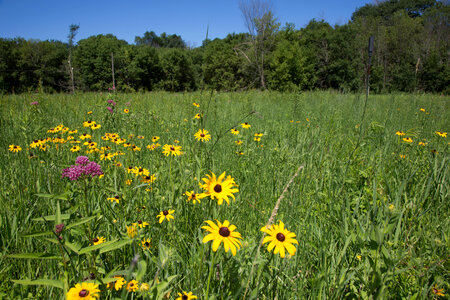 Prairie habitat
